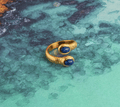 Dallas ring